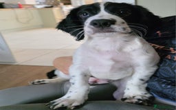 Cocker Spaniel dogs for sale: 4x Cocker Spaniel pups blue roan READY TO GO - Image 11