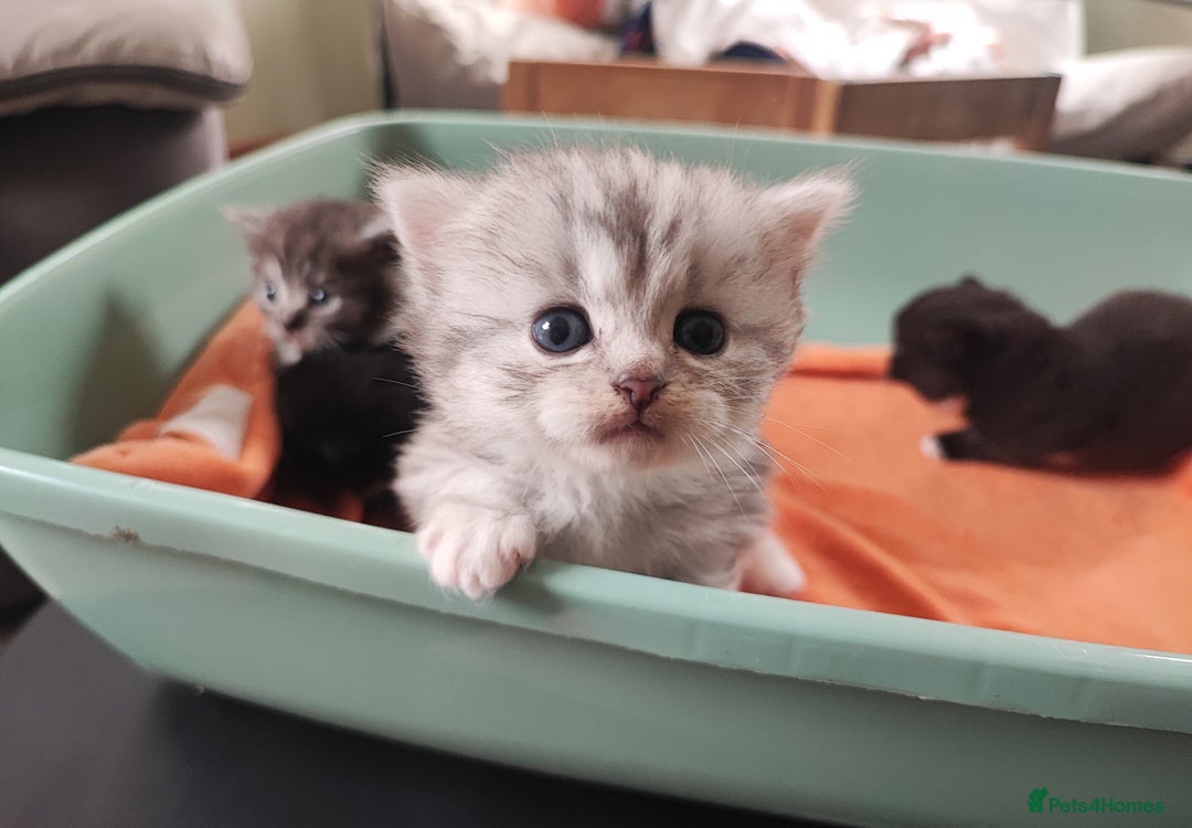 Munchkin cats for sale: Munchkin x Devon rex  - Image 7