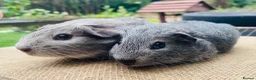 Guinea Pig rodents for sale: Guinea pigs for loving new homes - Advert 3