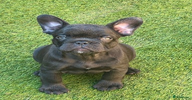 French Bulldog dogs - Advert 1