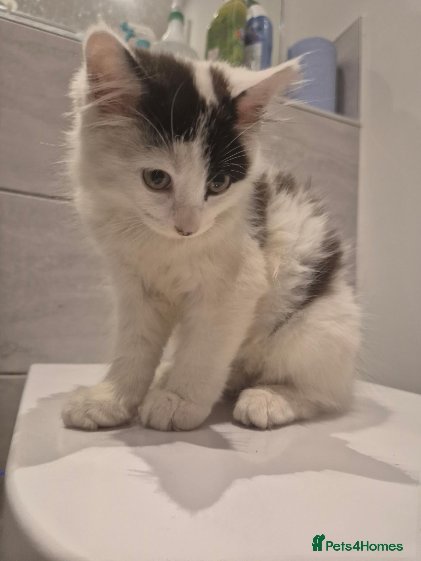 Mixed Breed cats Fluffy long hair kitten - Advert 1