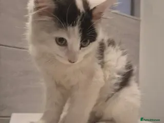 Mixed Breed cats Fluffy long hair kitten - Advert 1
