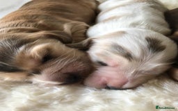 Cocker Spaniel dogs for sale: Show Type Health Tested, KC Reg puppies  - Image 24