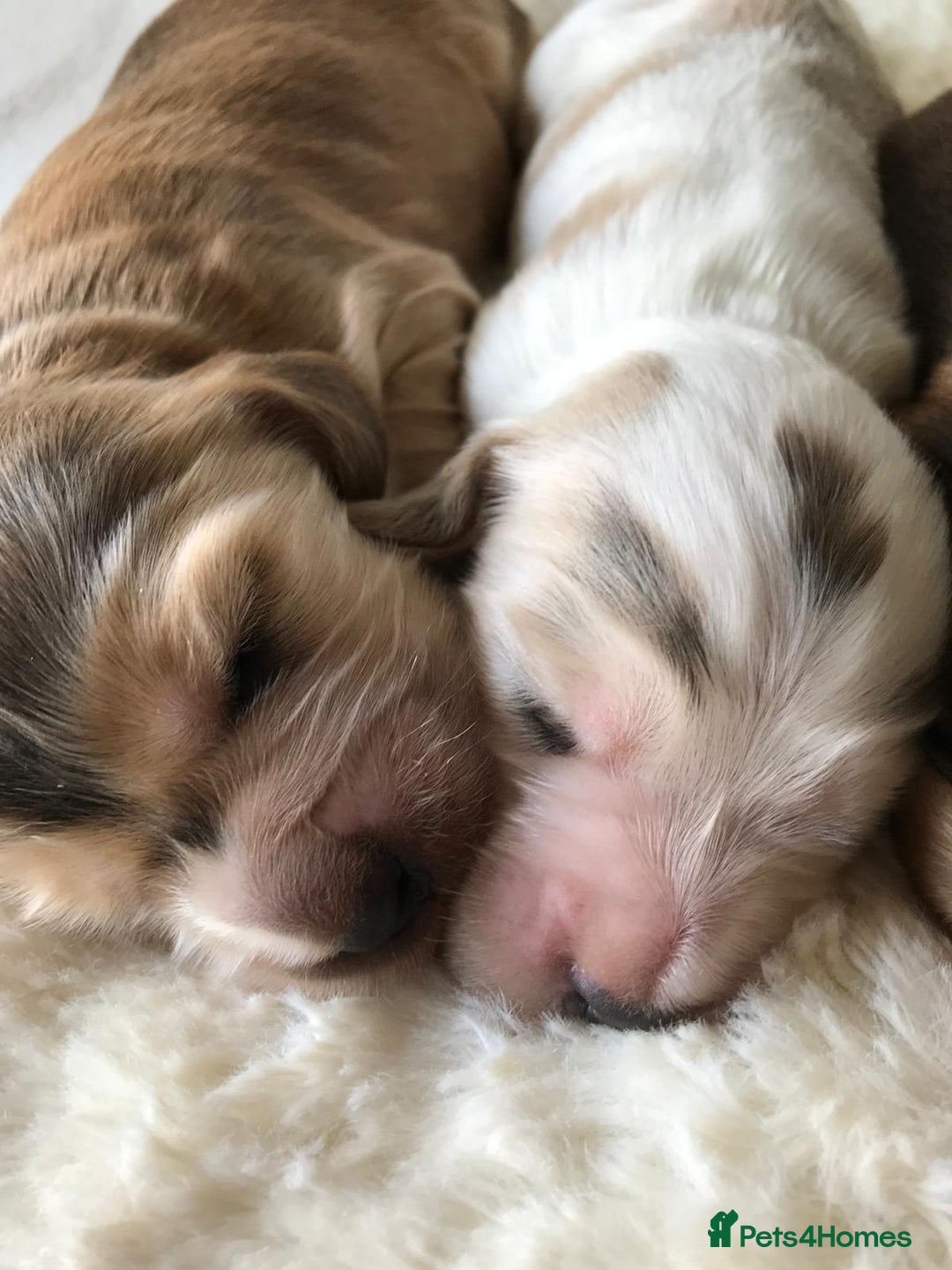 Cocker Spaniel dogs for sale: Show Type Health Tested, KC Reg puppies  - Image 24
