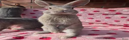 Mixed Breed rabbits for sale: 4 very tame Blue fawn plush mini lop rabbit - Advert 28
