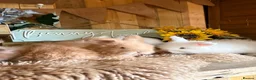 Angora rabbits for sale: Beautiful Fawn & white angora babies  - Advert 9