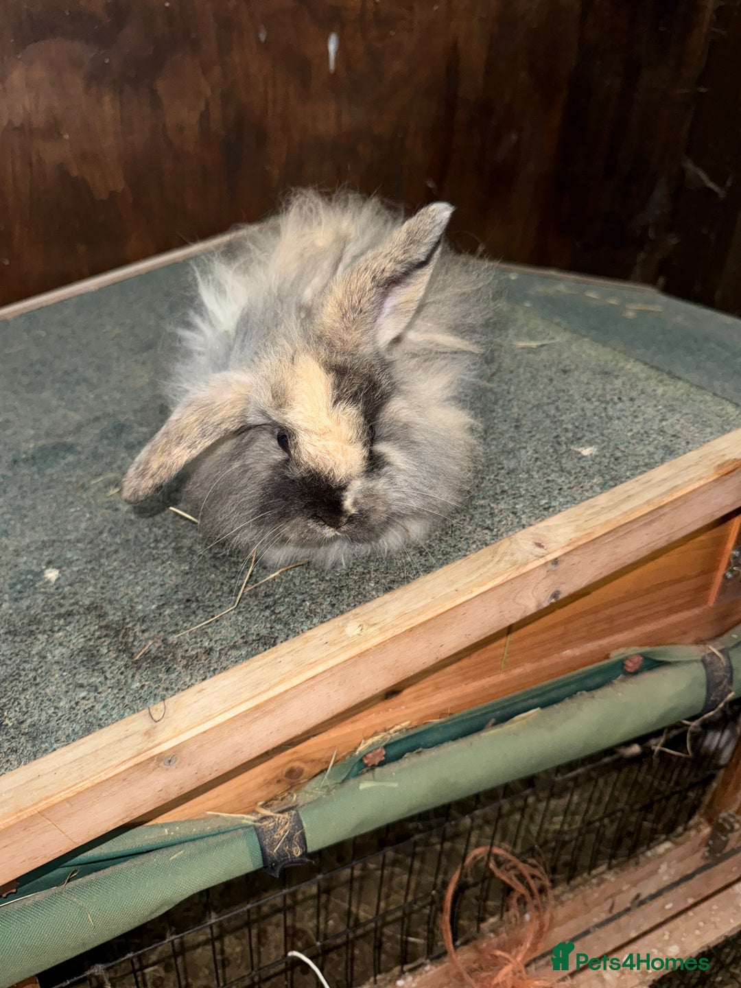 Mini Lion Lop rabbits for sale: Stunning coloured mini lion lops - Advert 2