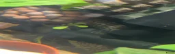 Loaches fish for sale: Two yoyo loaches  in Milton Keynes - Advert 4