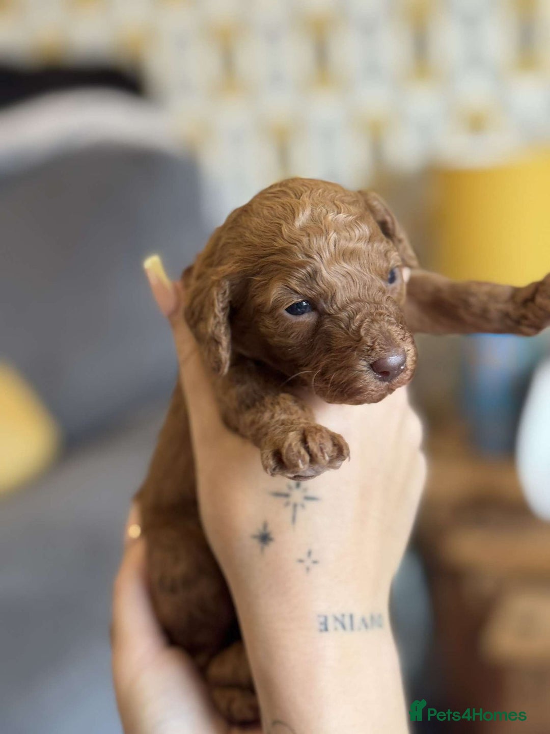 Cockapoo dogs for sale: 2 weeks old cockapoos  - Image 8