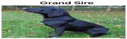 Labrador Retriever dogs for sale: Stunning KC pups,health tested parents&great lines - Advert 14