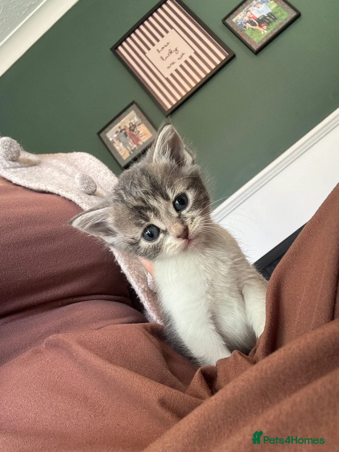 Domestic Shorthair cats for sale: Beautiful kittens  - Advert 2