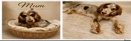 Cocker Spaniel dogs for sale: Cocker spaniel puppies in London - Advert 1