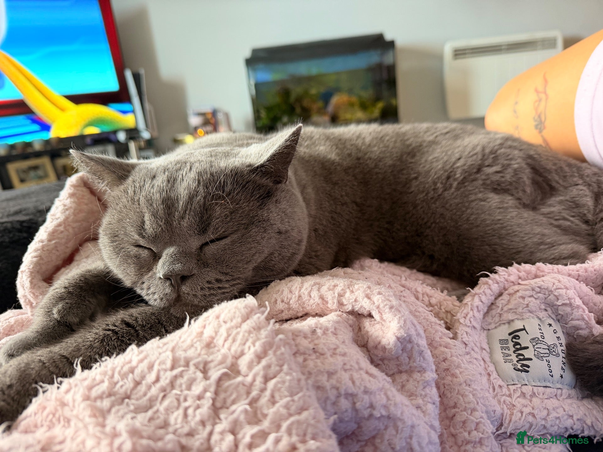 British Shorthair cats for sale: Re homing: Meet Ezra!  - Advert 3