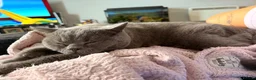 British Shorthair cats for sale: Re homing: Meet Ezra!  - Advert 1
