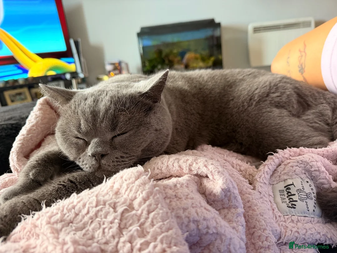 British Shorthair cats for sale: Re homing: Meet Ezra!  - Advert 1
