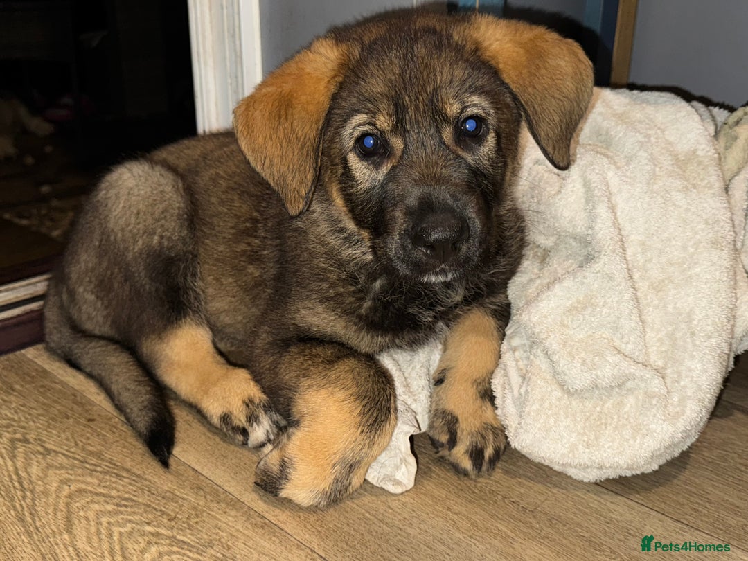 Mixed Breed dogs for sale: German Shepherd x Rottweiler puppies | READY TO GO - Image 12