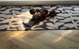 Miniature Dachshund dogs for sale: Cheeky chappie looking for forever home - Image 3