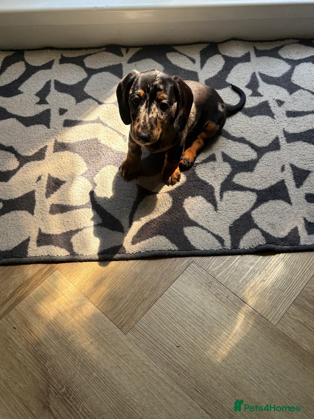 Miniature Dachshund dogs for sale: Cheeky chappie looking for forever home - Image 3