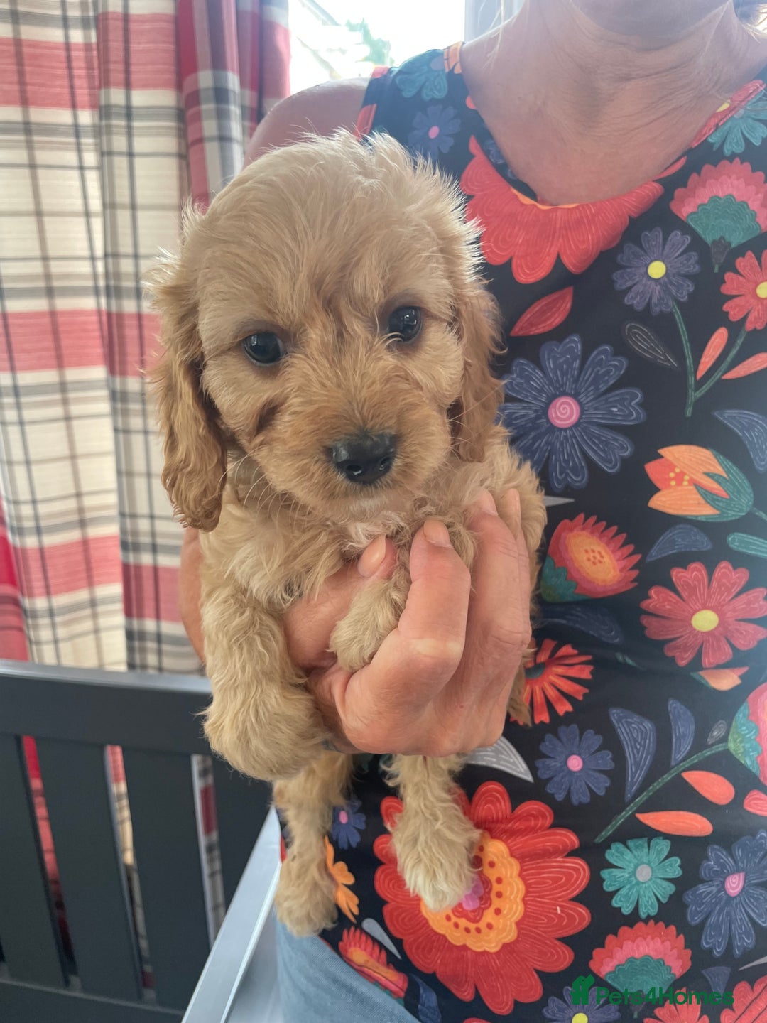 Cavapoo dogs for sale: Cavapoo puppies  - Image 3