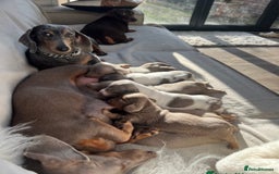 Miniature Dachshund dogs for stud: 🍦ALPHA mini cream pied🥧Smooth dachshund Proven! in Mexborough - Image 7