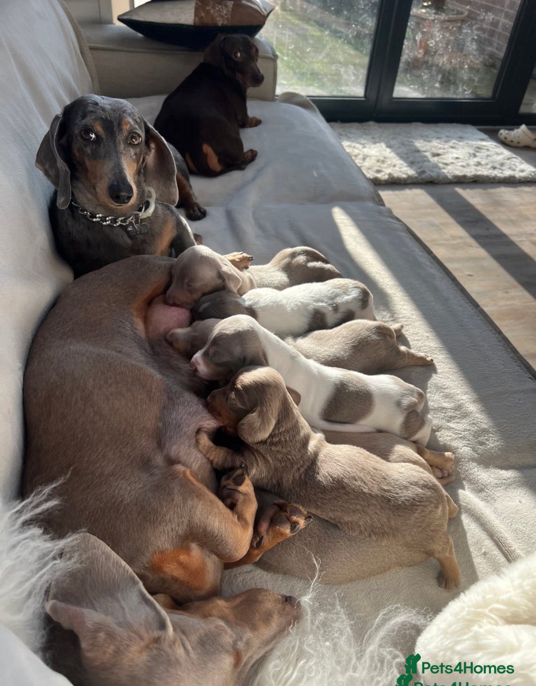 Miniature Dachshund dogs for stud: 🍦ALPHA mini cream pied🥧Smooth dachshund Proven! in Mexborough - Image 7