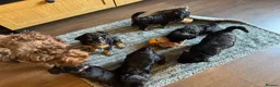 Cockapoo dogs for sale: 7 Gorgeous cockapoo Puppies  in Derby - Advert 6