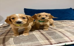 Goldendoodle dogs for sale: Adorable Golden Cocker Doodles  - Image 11