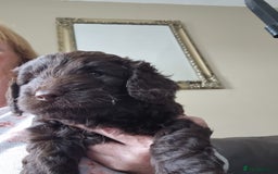 Sproodle dogs for sale: F1 health tested sproodle puppies  in Kidderminster - Image 9