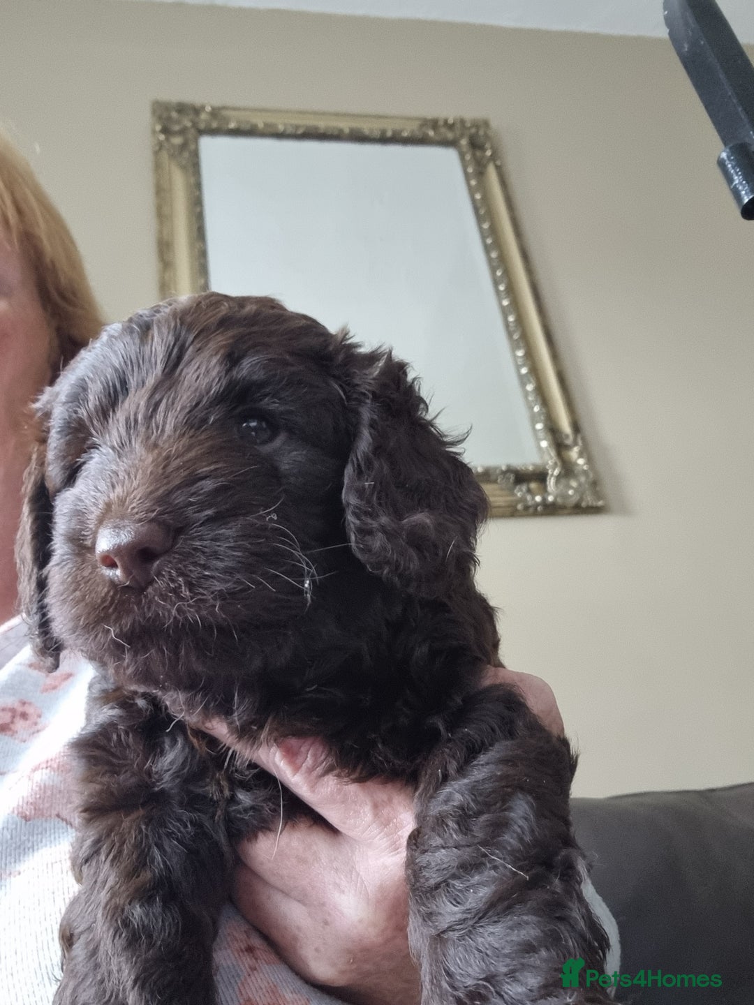Sproodle dogs for sale: F1 health tested sproodle puppies  in Kidderminster - Image 9