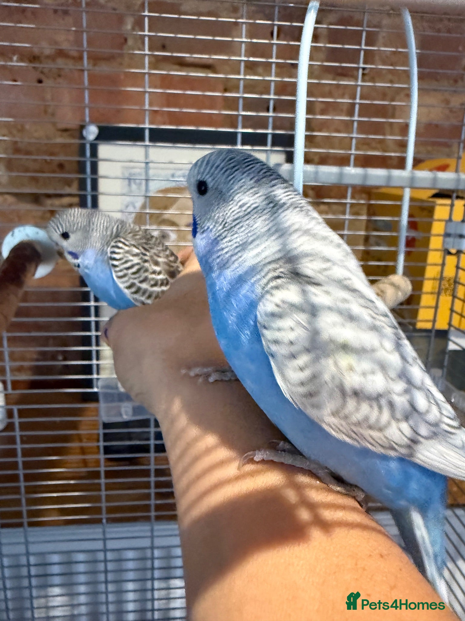 Budgerigars birds Beautiful Baby Budgies - Advert 1