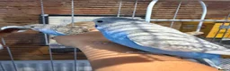 Budgerigars birds for sale: Beautiful Baby Budgies - Advert 1