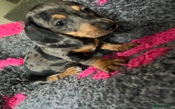 Dachshund dogs for sale: STUNNING dachshund puppies 2 boys 2 girls  - Image 5