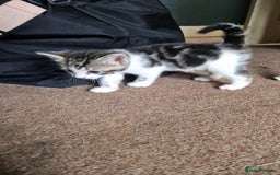 Mixed Breed cats for sale: Beautiful Kittens. Males and females - Image 6