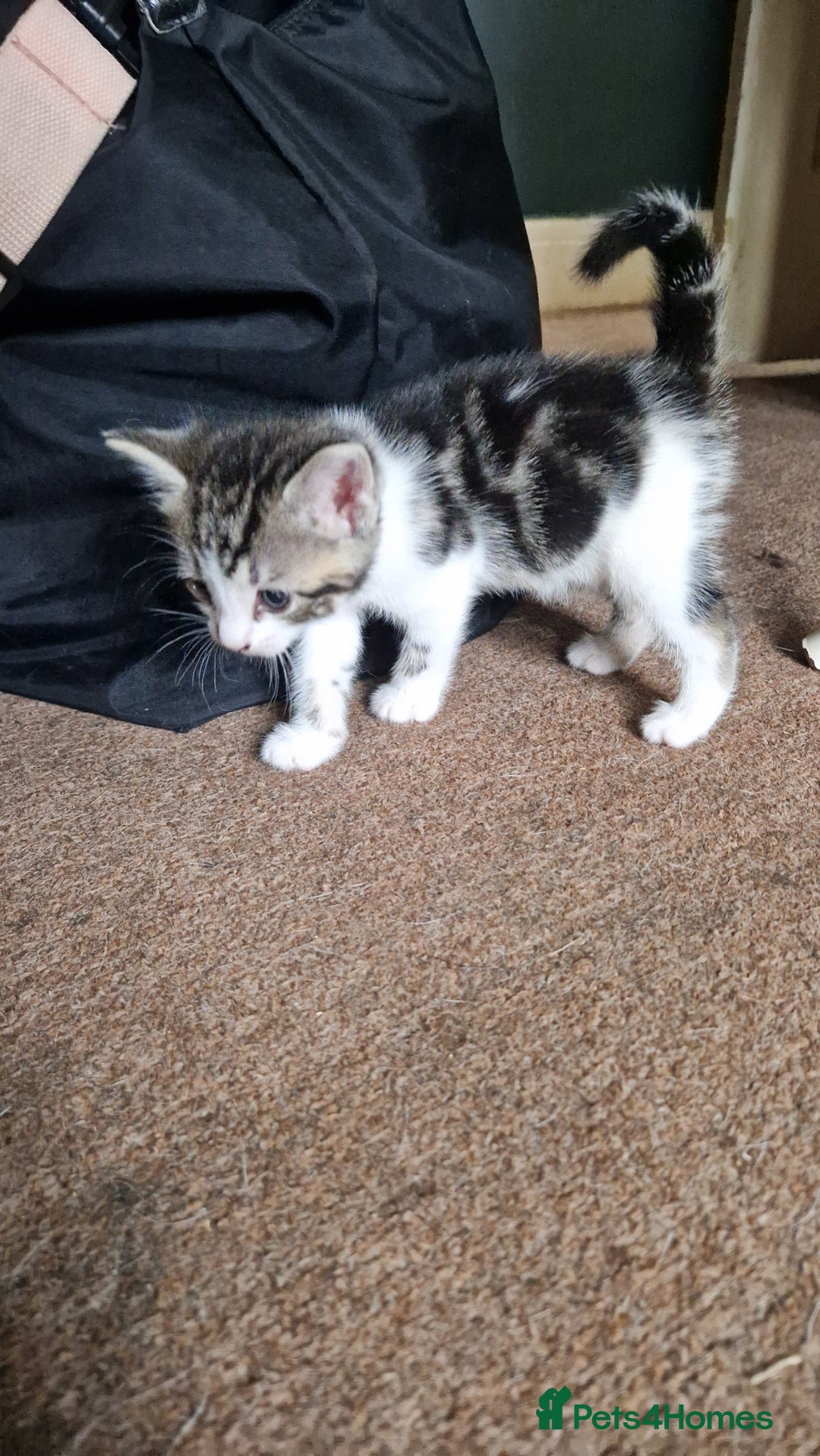 Mixed Breed cats for sale: Beautiful Kittens. Males and females - Image 6