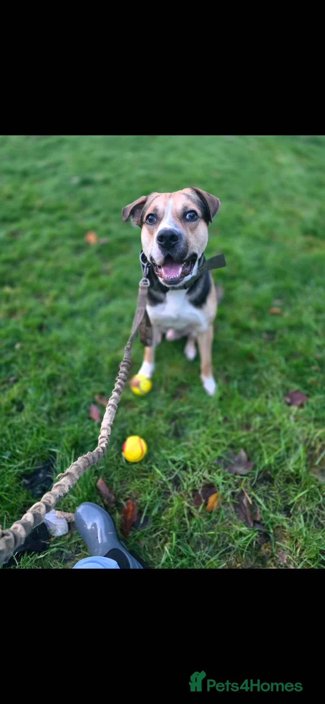 Mixed Breed dogs for sale: Huntway cross - Advert 2