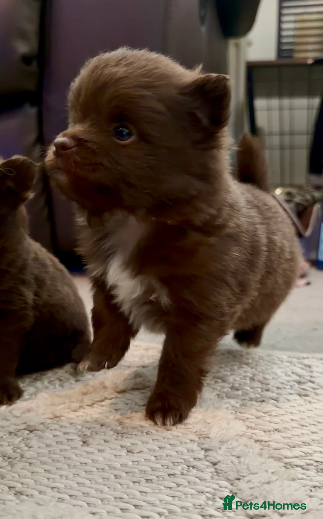 Mixed Breed dogs for sale: 4 beautiful Porkie puppies (Pomeranian x Yorkie) in Southminster - Advert 2