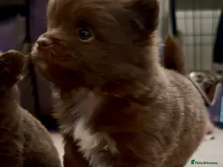 Mixed Breed dogs 4 beautiful Porkie puppies (Pomeranian x Yorkie) - Advert 7