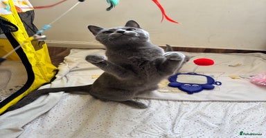 Russian Blue cats - Advert 4