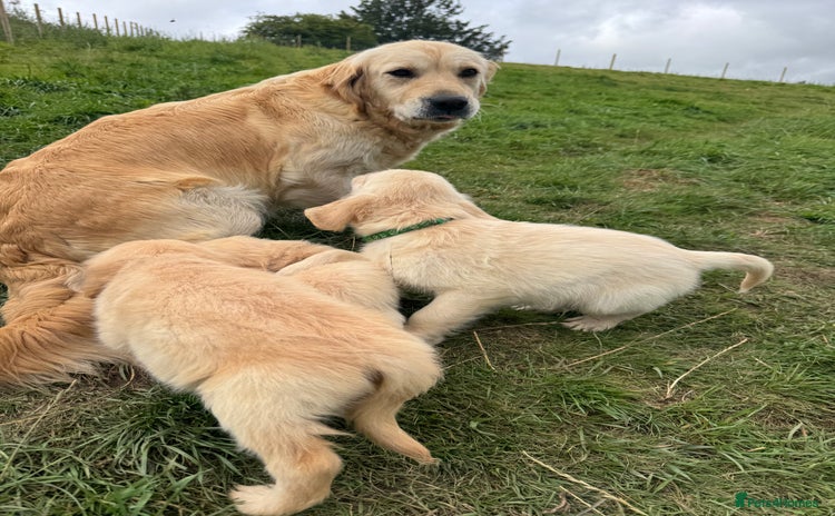 Golden Retriever dogs - Advert 14