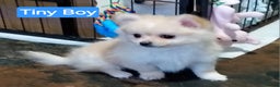Pomeranian dogs for sale: POMERANION TINY Boy & Girl. Ready Now - Advert 4