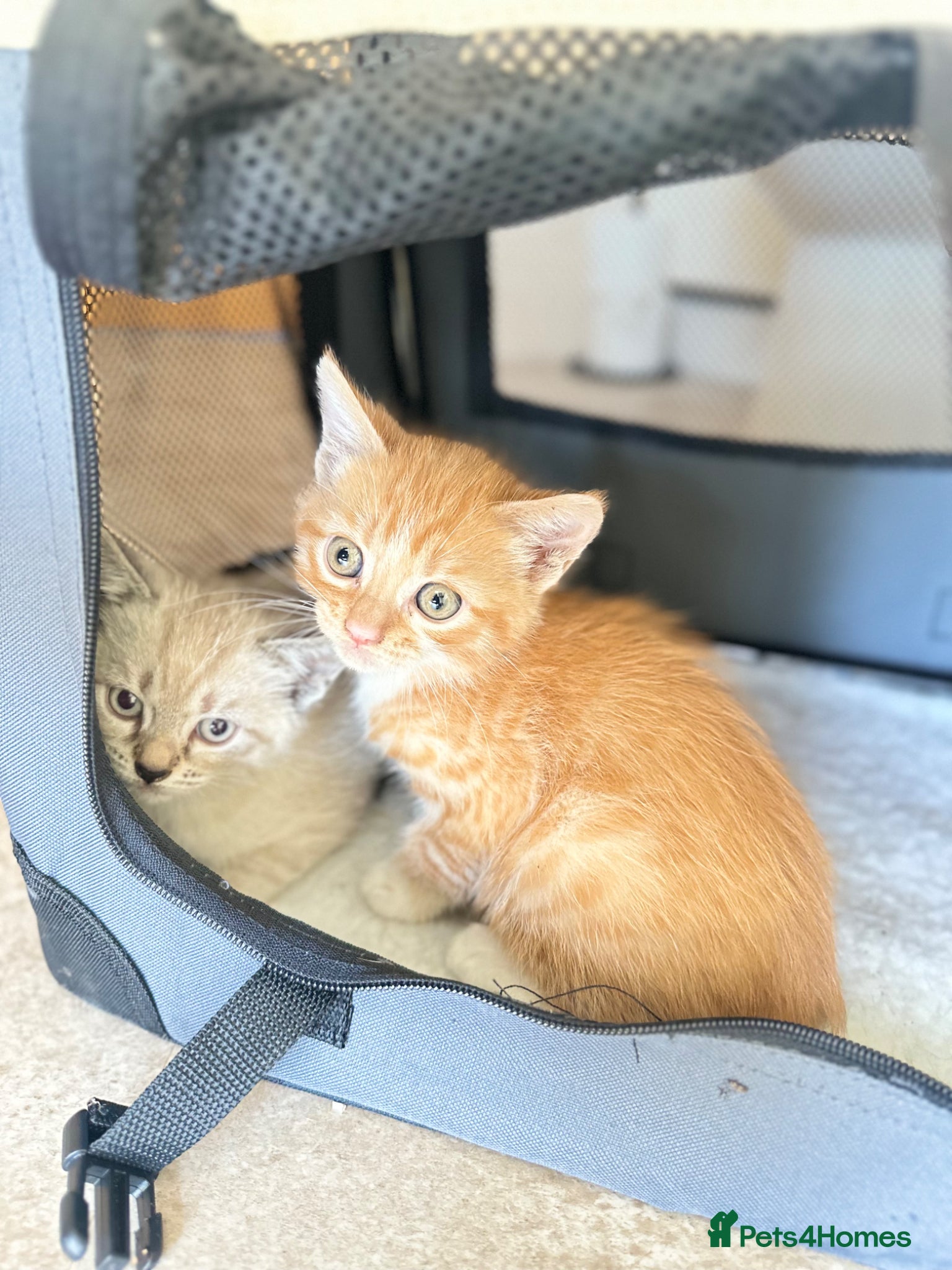 Mixed Breed cats for sale: 2 Cute kittens 🐱 ready to go ❤️ - Advert 6