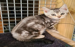 Bengal cats for sale: Female and male Bengal kittens - Advert 17