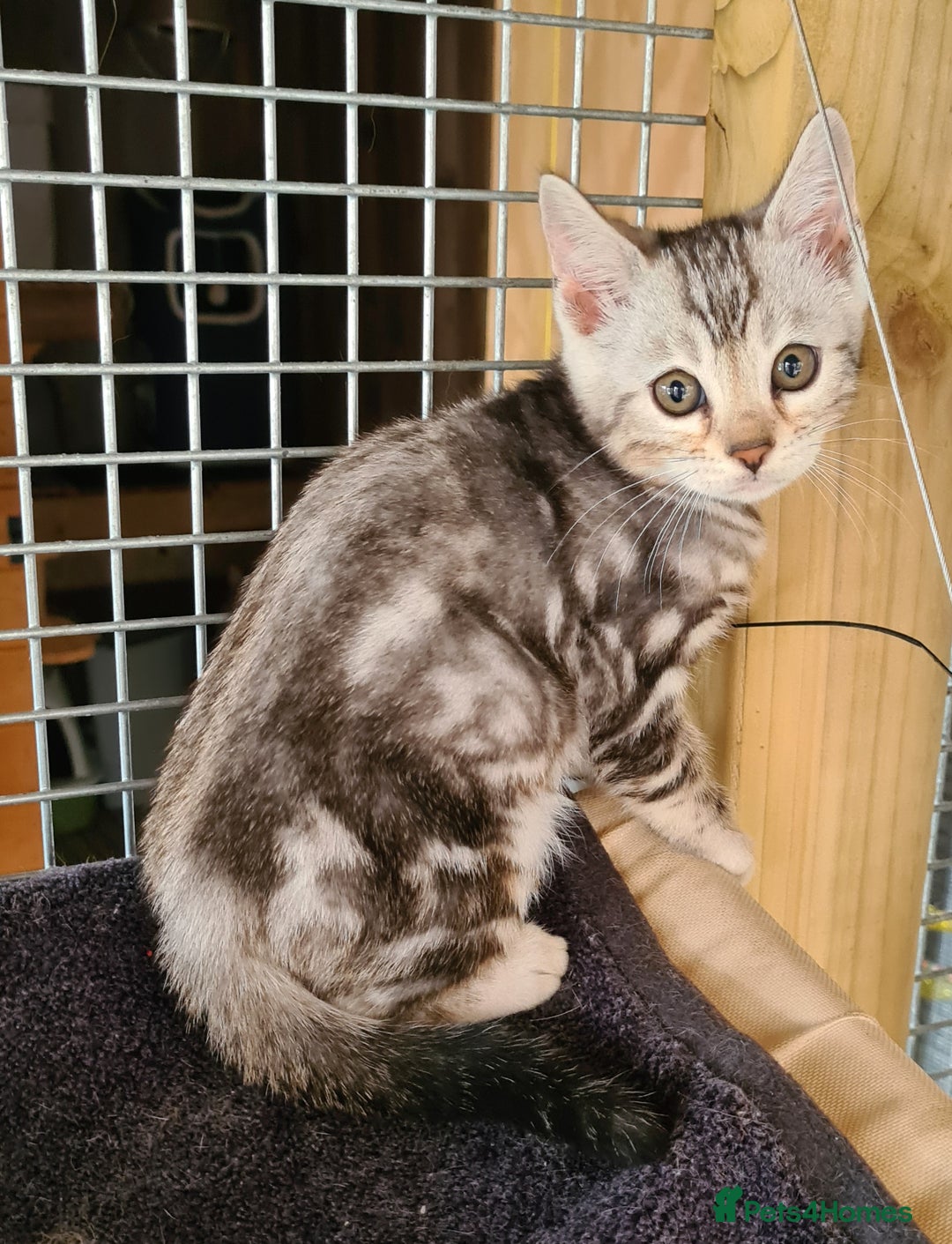 Bengal cats for sale: Female and male Bengal kittens - Advert 17