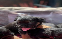 Border Terrier dogs for sale: Beautiful border terrier pups for sale In Kent - Image 6