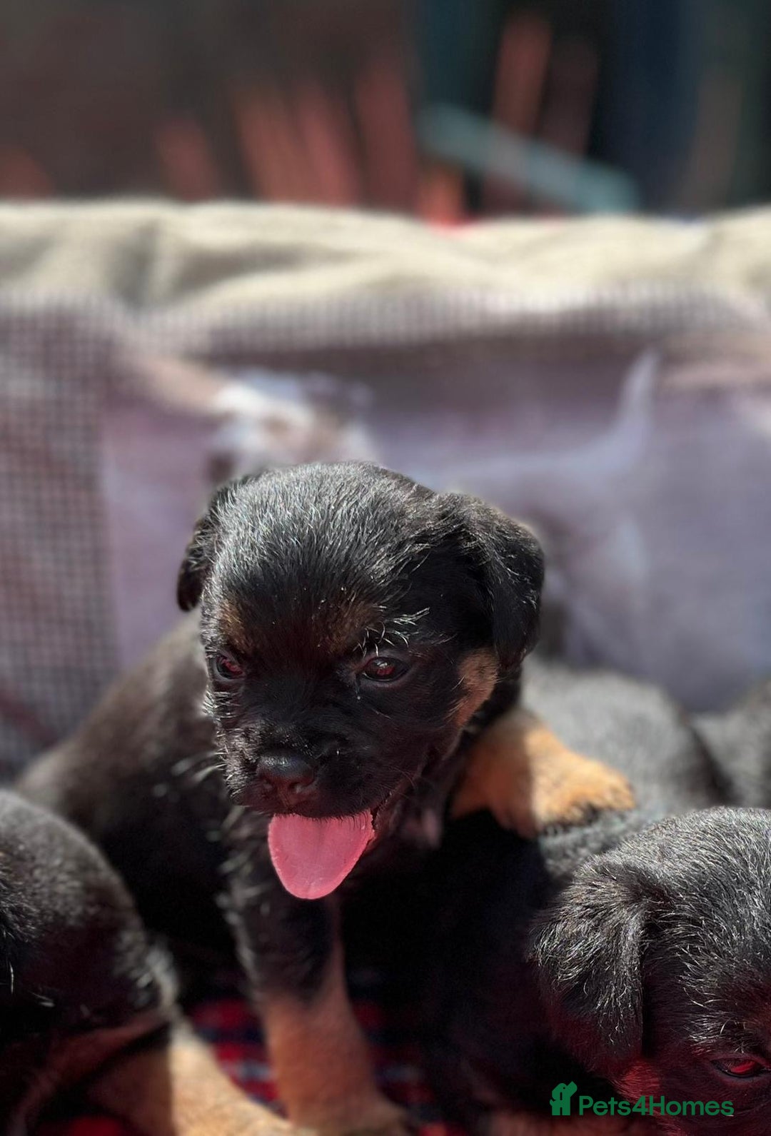 Border Terrier dogs for sale: Beautiful border terrier pups for sale In Kent - Image 6