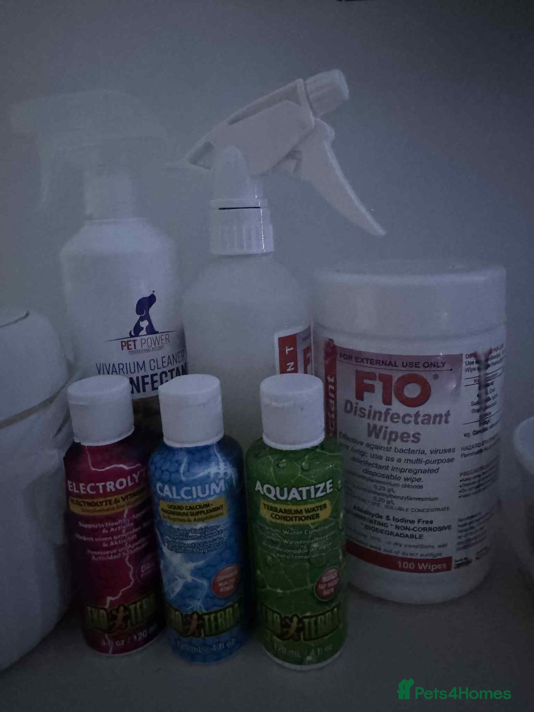 Gecko reptiles for sale: Leapord gecko for sale!! - Advert 3