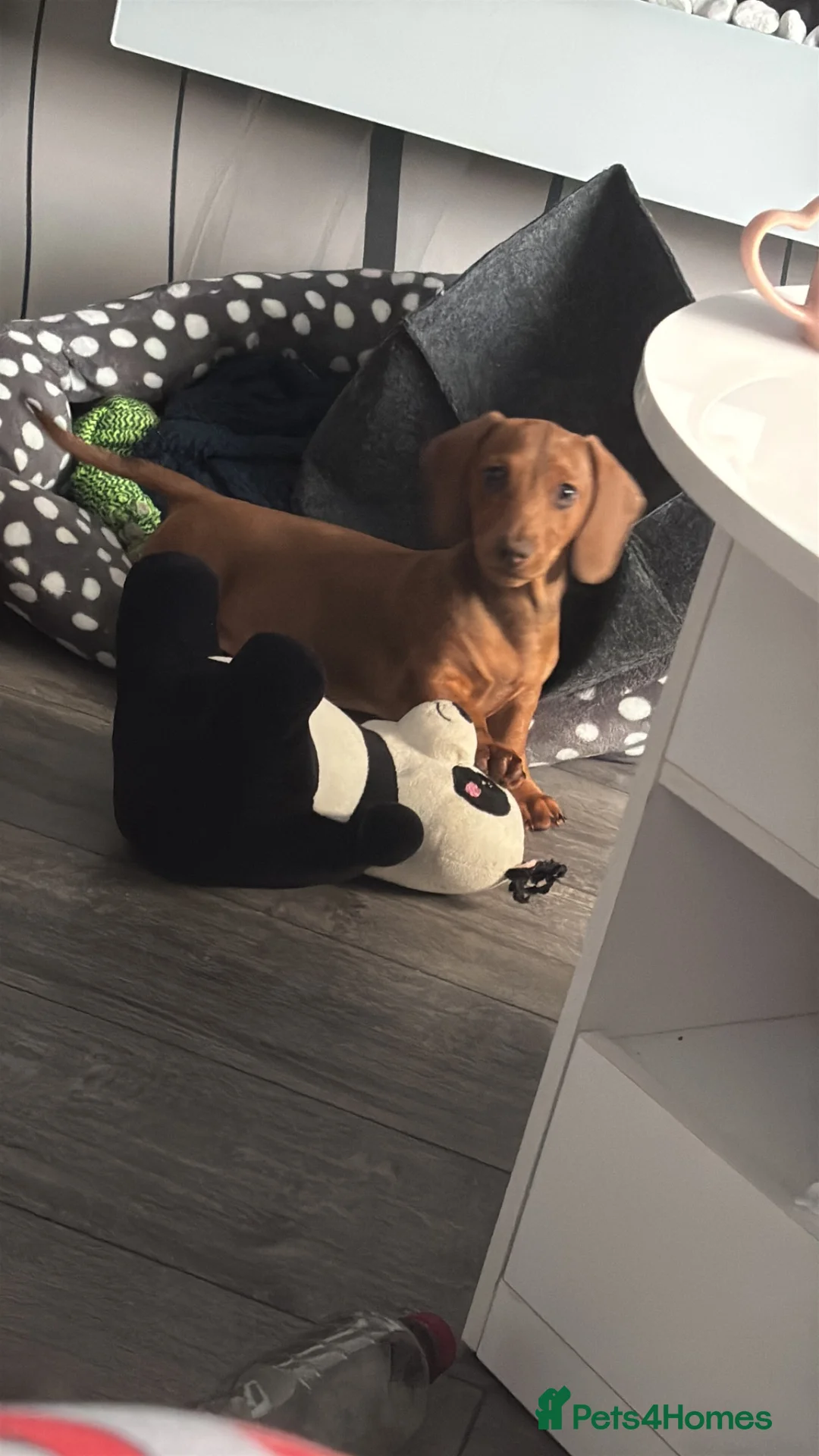 Dachshund dogs for sale: Dog for sale - Advert 1