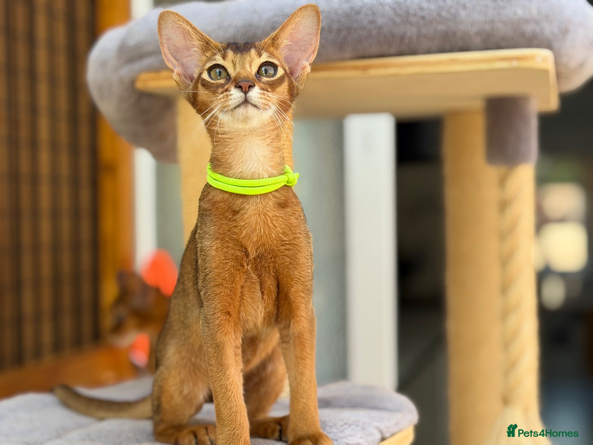 Abyssinian cats Pure breed Abyssinian kitten GCCF registered  - Advert 2