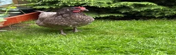 Chickens poultry for sale: Bluebell Hen  - Advert 3