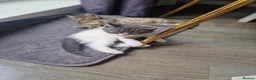 Mixed Breed cats for sale: 5 Kittens  in Manchester - Advert 4